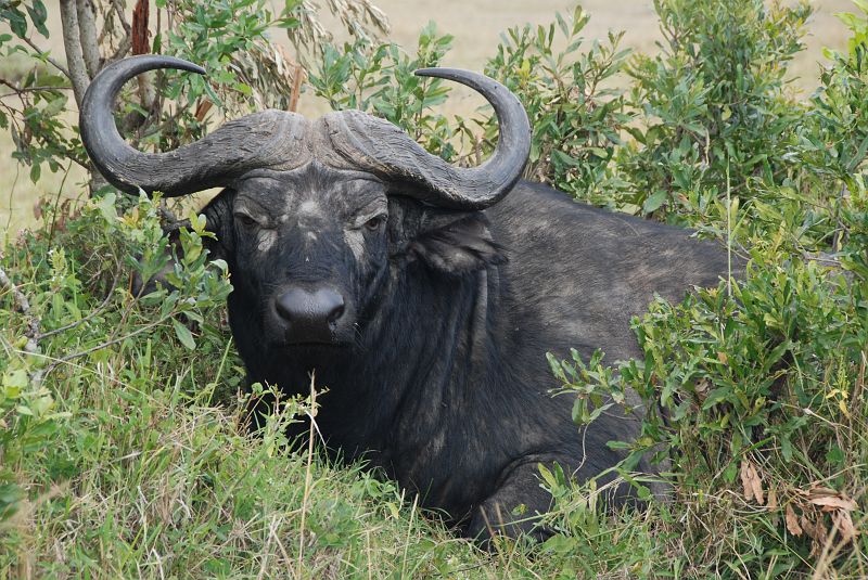 very angry buffalo - Top Tourist