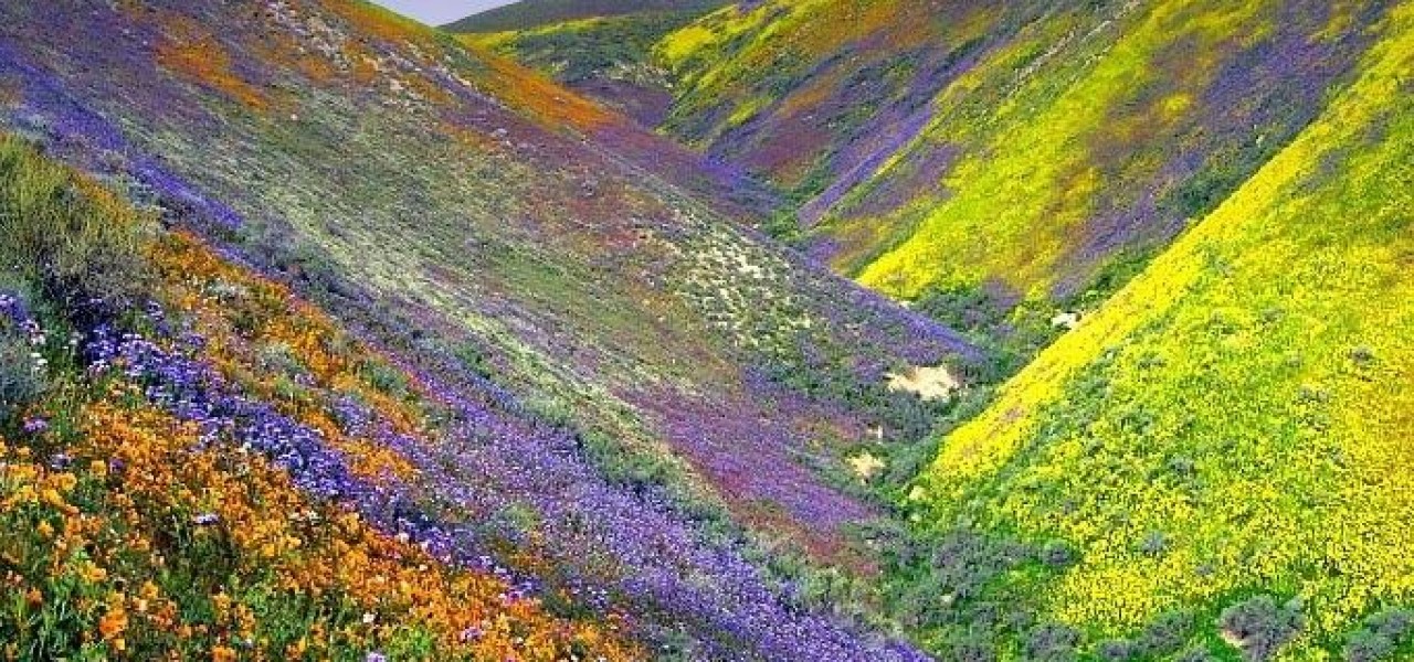 Valley of Flowers, Uttarakhand Top Tourist