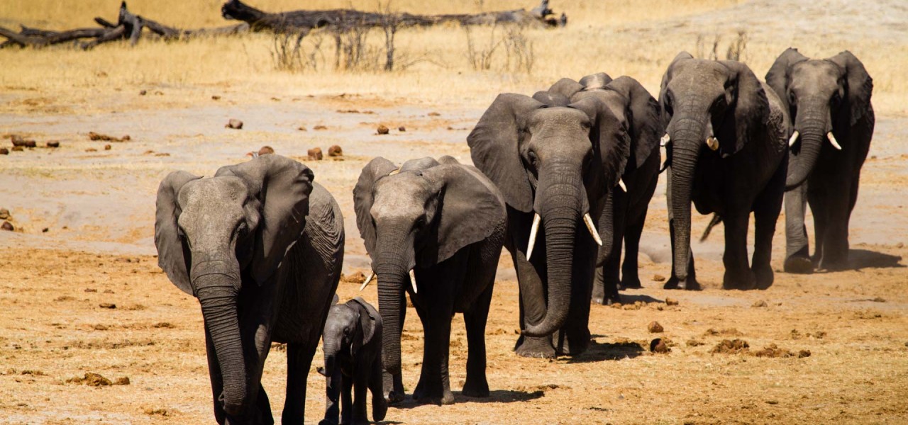 Hwange National Park - Elephant Territory - Top Tourist