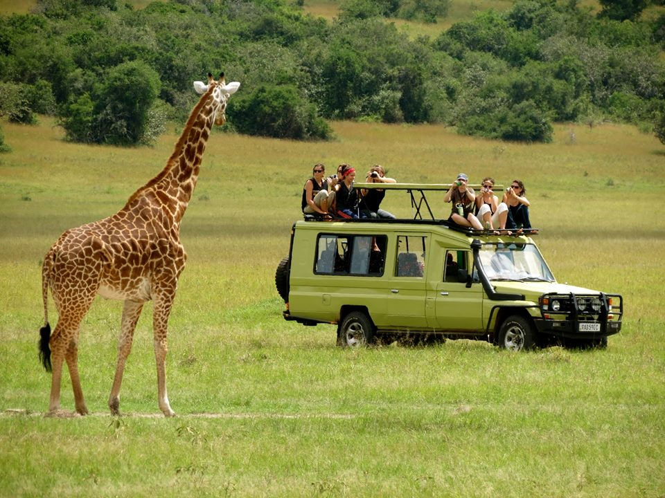 jeep on safari